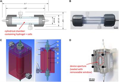 An in vitro Perfused Macroencapsulation Device to Study Hemocompatibility and Survival of Islet-Like Cell Clusters